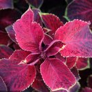 Fresh Coleus Blumei Seeds #COL03 Red