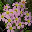 Fresh Oxalis Obtusa Series Bulb Silver Ring Pack of 2 Bulbs