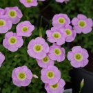 Fresh Oxalis Obtusa Series Bulb Lavender Pack of One Bulb