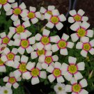 Fresh Oxalis Obtusa Series Bulb Crane Dance Pack of One Bulb