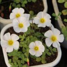 Fresh Oxalis Obtusa Series Bulb Marshmallow Pack of 3 Bulbs