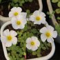 Fresh Oxalis Obtusa Series Bulb Marshmallow Pack of 3 Bulbs