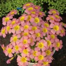 Fresh Oxalis Obtusa Series Bulb Summer Song Pack of 5 Bulbs