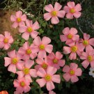 Fresh Oxalis Obtusa Series Bulb Spring Charm Pink Pack of 5 Bulbs