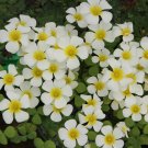 Fresh Oxalis Obtusa Series Bulb Silver Moon Pack of 5 Bulbs