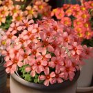 Fresh Oxalis Obtusa Series Bulb Red Queen Pack of 5 Bulbs