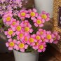 Fresh Oxalis Obtusa Series Bulb Ice Neon Pack of 5 Bulbs