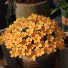 Fresh Oxalis Obtusa Series Bulb Fanta Pack of 5 Bulbs