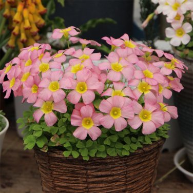 Fresh Oxalis Obtusa Series Bulb Damask Rose Pack of 5 Bulbs