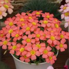 Fresh Oxalis Obtusa Series Bulb Cranberry Pack of 5 Bulbs