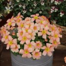 Fresh Oxalis Obtusa Series Bulb Apple Pack of 5 Bulbs