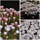 Fresh Ice Cream Oxalis Bulbs Pack of 3 Bulbs