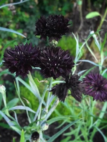 Fresh Black Bachelor s Button Seeds Unique Dark Cornflower SeedsStunning Blooms