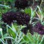 Fresh Black Bachelor s Button Seeds Unique Dark Cornflower SeedsStunning Blooms