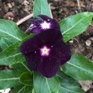 Fresh  Blackberry Vinca Rosea | Elegant Black Rose Periwinkle for Your Garden Seeds