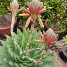 Fresh Aloe Polyphylla Seeds
