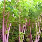 Fresh Pink Celery Seeds