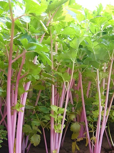 Fresh Pink Celery Seeds