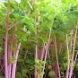 Fresh Pink Celery Seeds
