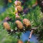 Fresh Larch Seeds Green Noodles Series Heirloom Larix Evergreen Tree