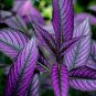 Fresh Vibrant Purple Coleus Seeds with Striking Black Veins