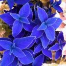 Fresh Vibrant Jingdian Series Coleus Seeds Purplish Blue Leaves White Serrated Edges