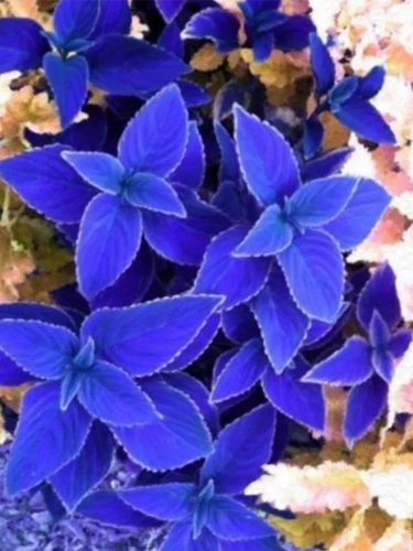 Fresh Vibrant Jingdian Series Coleus Seeds Purplish Blue Leaves White Serrated Edges