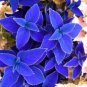 Fresh Vibrant Jingdian Series Coleus Seeds Purplish Blue Leaves White Serrated Edges