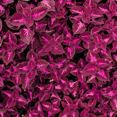 Fresh Red Pearl Series Coleus Seeds Vibrant Red Leaves with Rose Red Veining