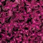 Fresh Red Pearl Series Coleus Seeds Vibrant Red Leaves with Rose Red Veining