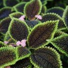 Fresh Heishe Series Coleus Seeds Black Leaves with Green Serrated Edges