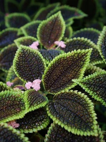 Fresh Heishe Series Coleus Seeds Black Leaves with Green Serrated Edges