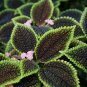 Fresh Heishe Series Coleus Seeds Black Leaves with Green Serrated Edges