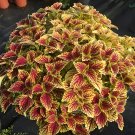 Fresh Honglv Meiren Series Coleus Seeds – Rust Red Yellow Foliage with Serrated Edges