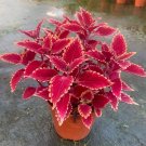Fresh Jin Fenghuang Series Coleus Seeds Stunning Magenta Leaves Orange Serrated Edges