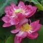 Fresh Exquisite Piaopiao Series Double Petal Pink Lotus Seeds