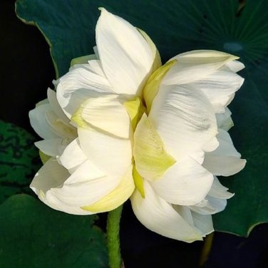 Fresh Bai Lian Twins Series Double Petaled Lotus Seeds