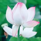 Fresh Baixue Series Lotus Seeds Nelumbo nucifera Large Double Petals Pure White Pink