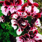 Fresh Exotic Heimei Geranium Seeds White Red Black Cranesbills Trio