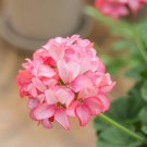 Fresh Rare Water Pink Geranium Seeds Tuoling Series