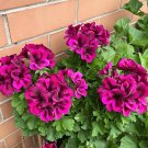 Fresh Rare Cranesbill Geranium Seeds Rose Red with Black Stripes