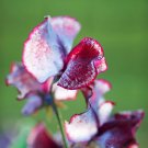 Fresh Lathyrus Odoratus Pea Seeds Deep Red White Intertwined with Rose Pink Edges