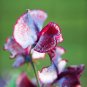 Fresh Lathyrus Odoratus Pea Seeds Deep Red White Intertwined with Rose Pink Edges