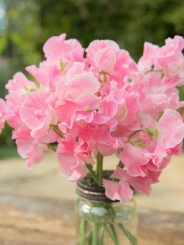 Fresh Rare Lathyrus odoratus Sweet Pea Seeds Pale Pink Blooms with Light Fragrance