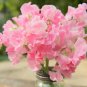 Fresh Rare Lathyrus odoratus Sweet Pea Seeds Pale Pink Blooms with Light Fragrance