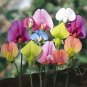 Fresh Lathyrus odoratus Multicolor Mix Yellow Pink Sky Blue Purple Orange Red White Seeds