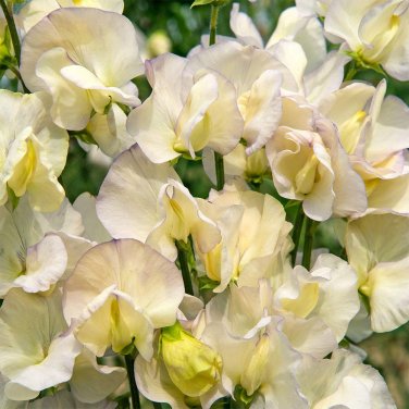 Fresh Lathyrus odoratus Sweet Pea Seeds Pale Yellow with Purple Edges Light Fragrance