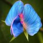 Fresh Lathyrus odoratus Seeds Deep Blue Sky Blue Pink in One Flower Light Fragrance