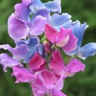 Fresh Lathyrus odoratus Pea Seeds Pink Light Purple Blue Mix Colorful Blooms