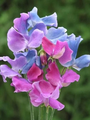 Fresh Lathyrus odoratus Pea Seeds Pink Light Purple Blue Mix Colorful Blooms